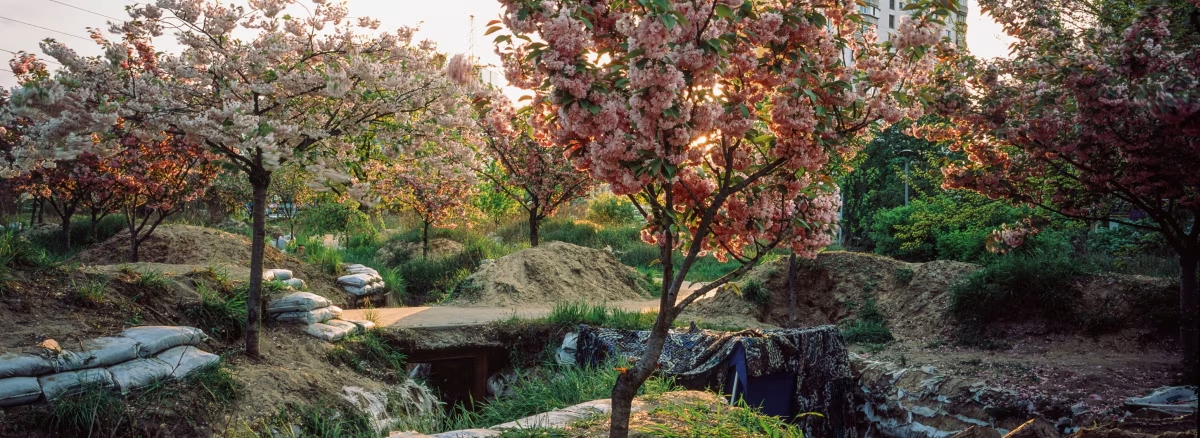 Cherry trees stand heavy with pink blossom, but the ground around them is pitted with trenches and piled up sandbags
