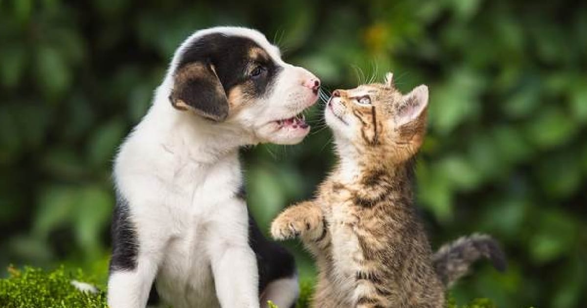 Історія кошеняти та цуценяти - Амина Нефельс на we.ua