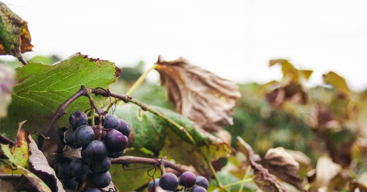 [панно́] - Люба Куйбіда на we.ua