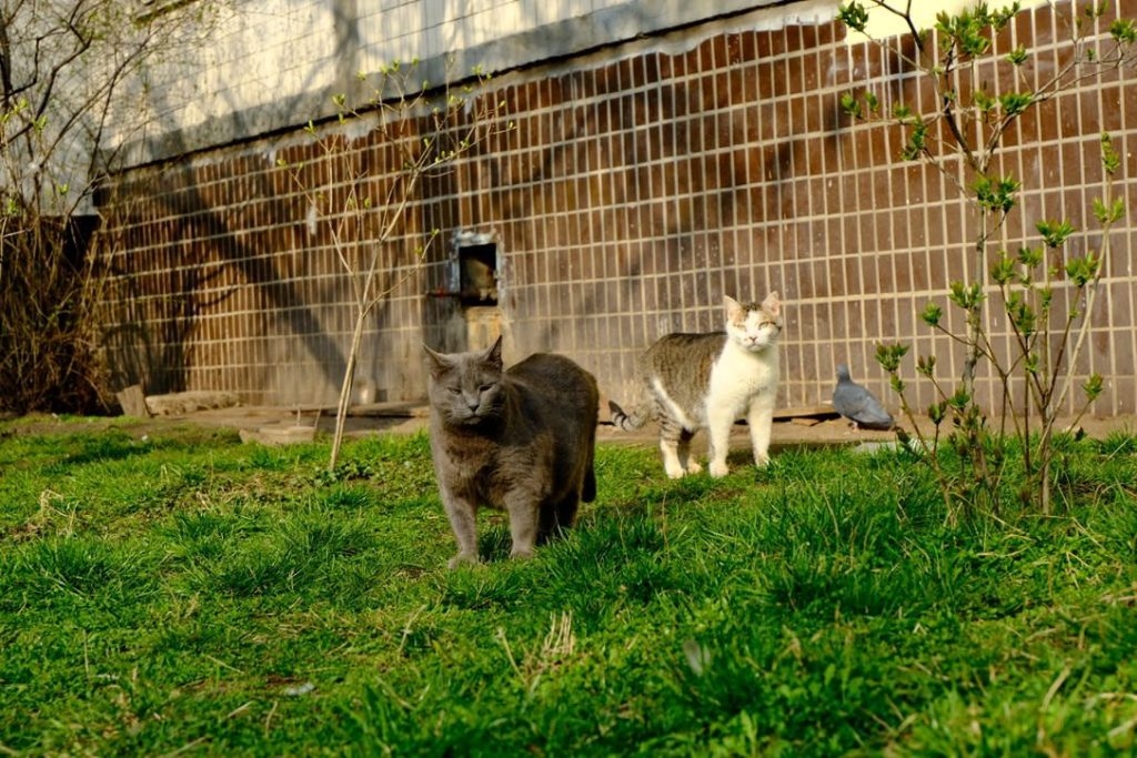 березень 2025; оболонські коти, як обкладинка нового реп альбому