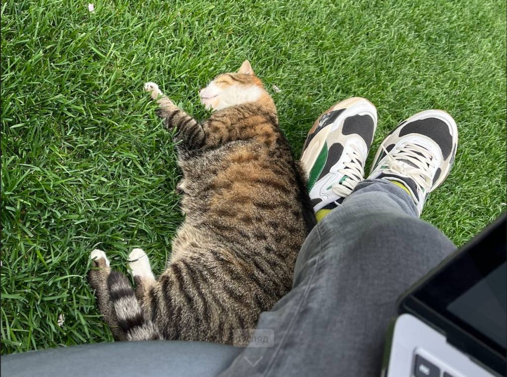 oh to be a car, який спить собі на травичкі, доки людиськи свої кнопочкі клацають