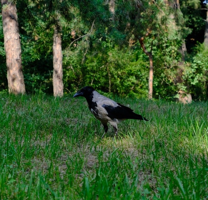 Ґава-боягузка в ботсаду Гришко, 3 серпня 2025