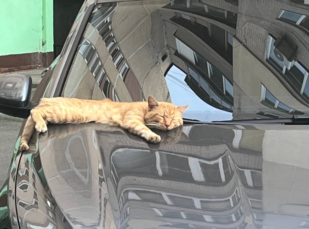 ох ту бі е жинжер кет, що спить собі на машині під сонечком, ноу проблем,ноу воркін, жаст сліпін