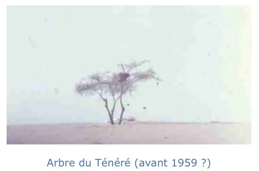 дерево тенере