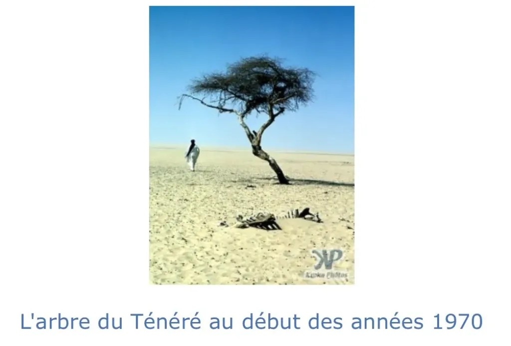 дерево тенере 2