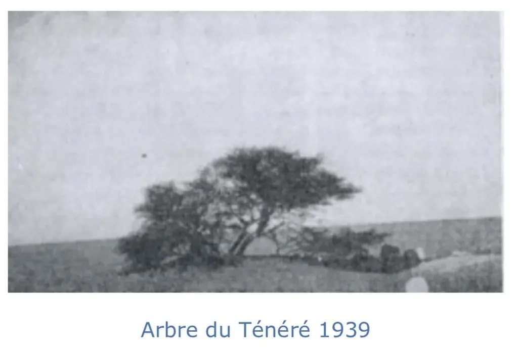 дерево тенере 3