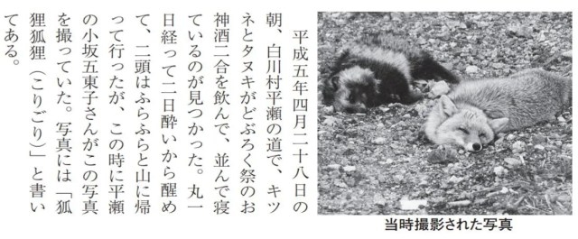 Танукі та лисиця