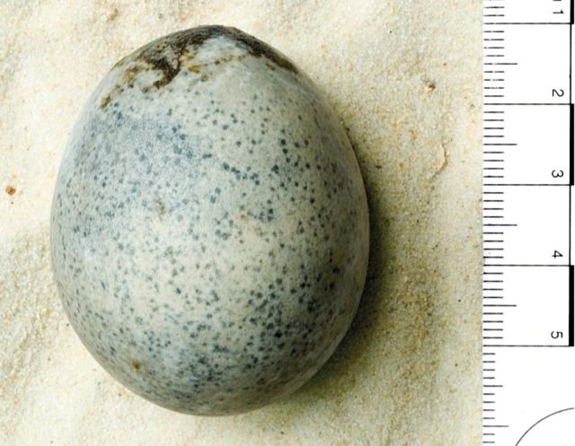 This 1,700 Year Old Egg Never Broke—And Now It’s Further Stunning Scientists