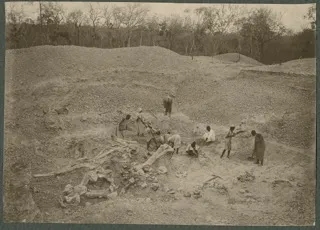 Розкопки скам'янілостей динозаврів у Тендагуру на півдні тодішньої колонії Німецької Східної Африки, приблизно 1910 року