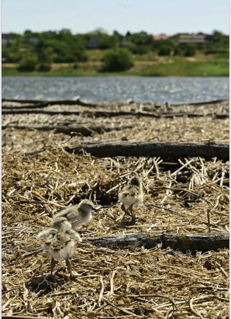 522910554 17861490948445438 3639