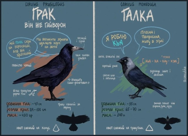 Відмінності Грака і Галки