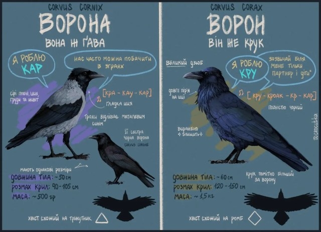 Відмінності Ворóни і Вóрона