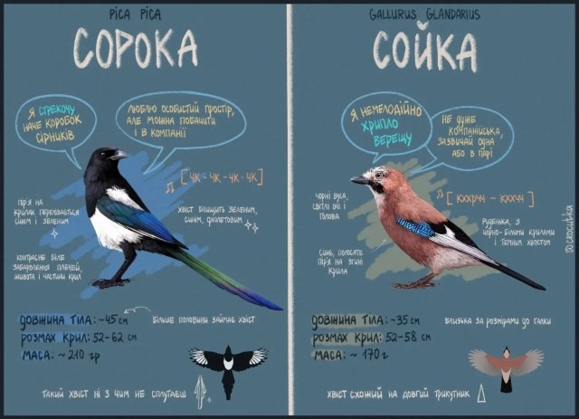 Відмінності Сороки та Сойки