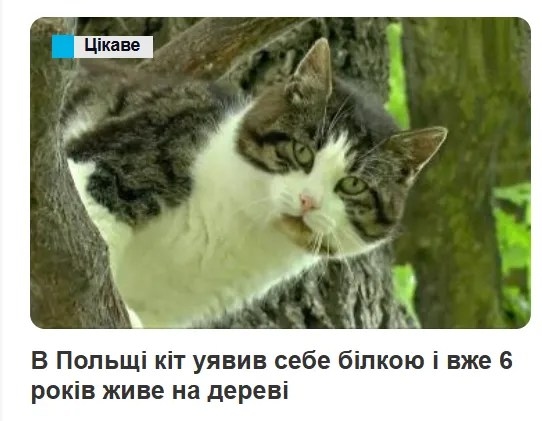 Кіт квадробер