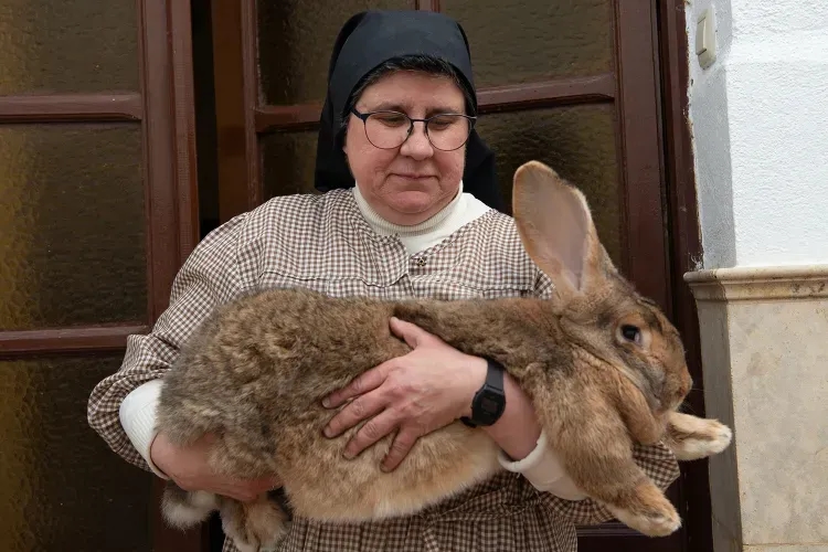 A nun holding a Spanish giant rabbit Credit : Lissette Lemus/Global Sisters Report