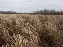 Картинка з посилання