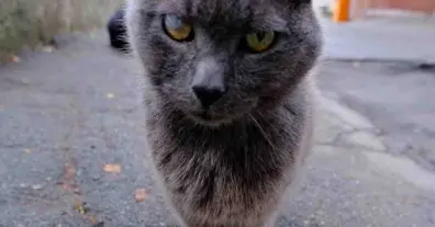 Картинка довгочиту