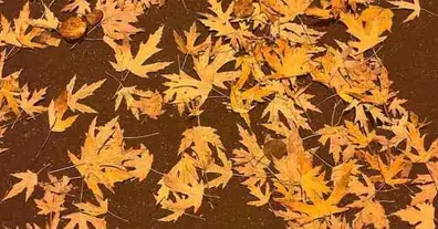 Картинка довгочиту