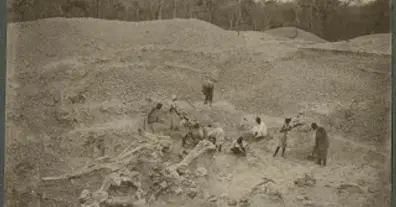 Картинка довгочиту