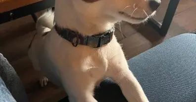 Картинка довгочиту