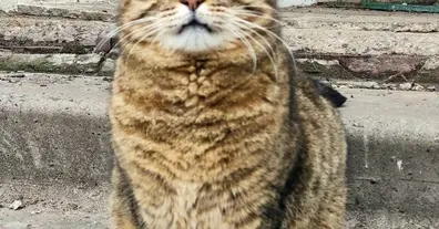 Картинка довгочиту