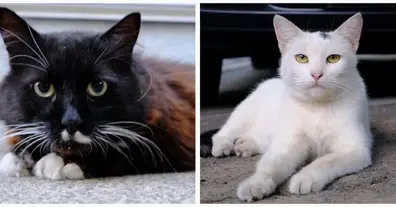 Картинка довгочиту