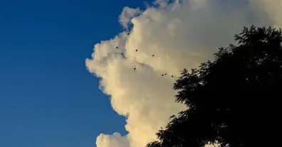 Картинка довгочиту