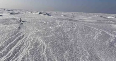 Картинка довгочиту