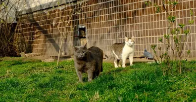 Картинка довгочиту