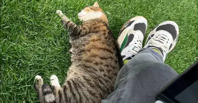 Картинка довгочиту