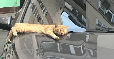 Картинка довгочиту