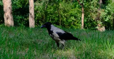 Картинка довгочиту