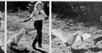 Картинка довгочиту