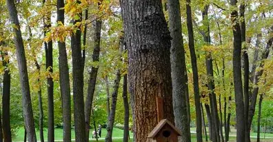 Картинка довгочиту