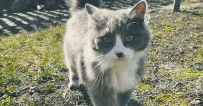 Картинка довгочиту