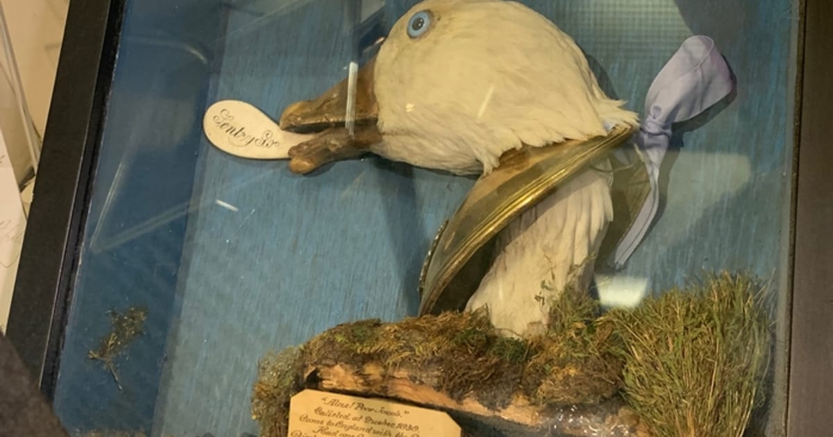 Гусак, що врятував життя (і Різдво) британським військовим - Old St. Myk на we.ua