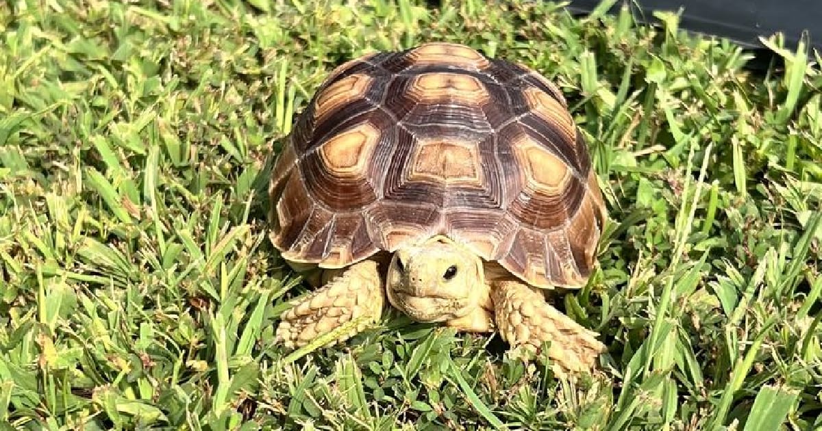 The me and the turtle - Ліліт на we.ua