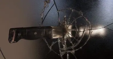 Картинка довгочиту