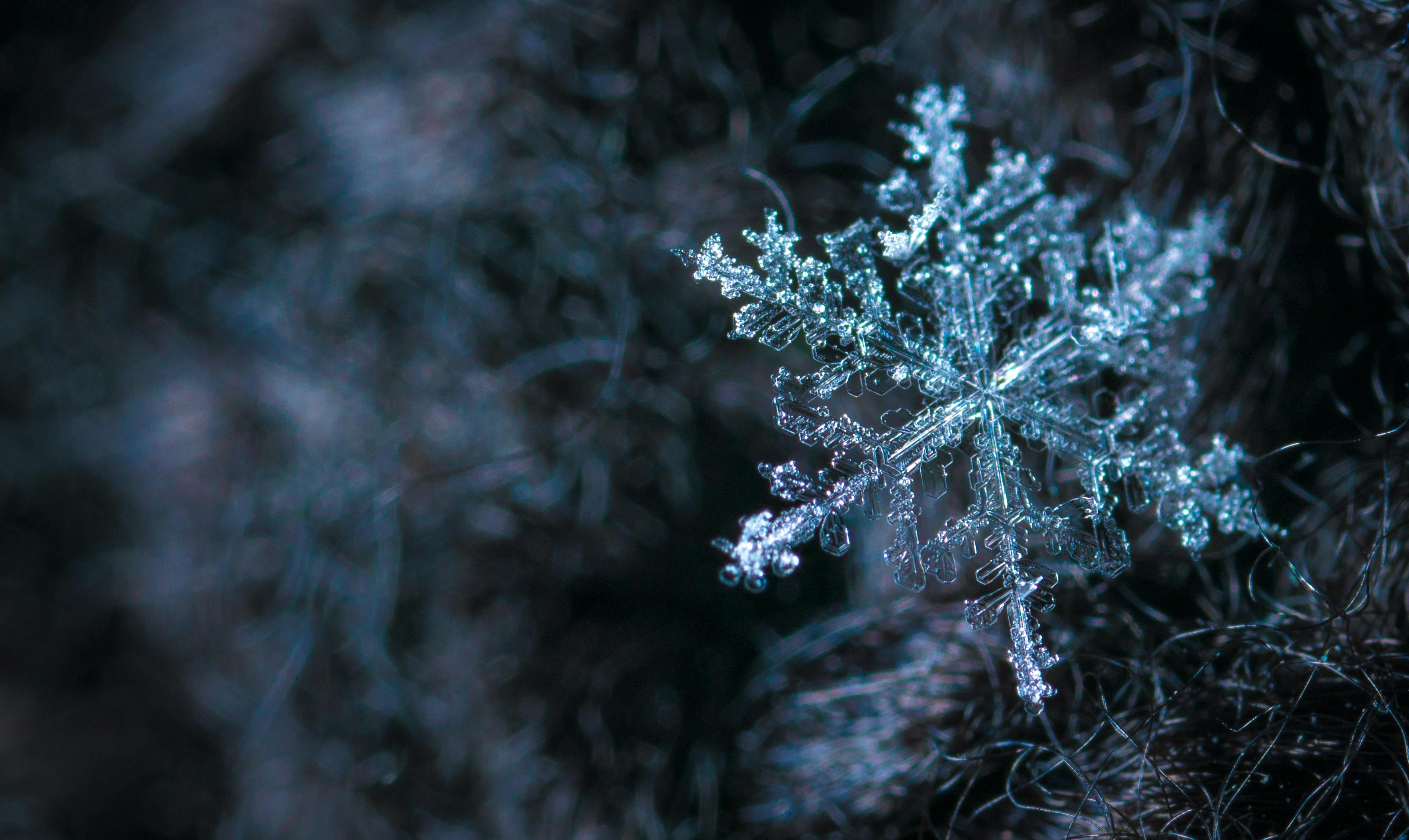 Snowflake Photos, Download The BEST Free Snowflake Stock Photos & HD Images