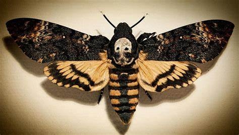 Death Head Moth (Death's-head Hawkmoth) Facts, Diet, Pictures