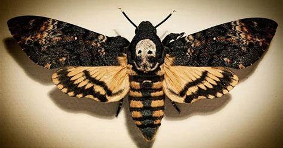 Смерть метелика - хтозна-що на we.ua