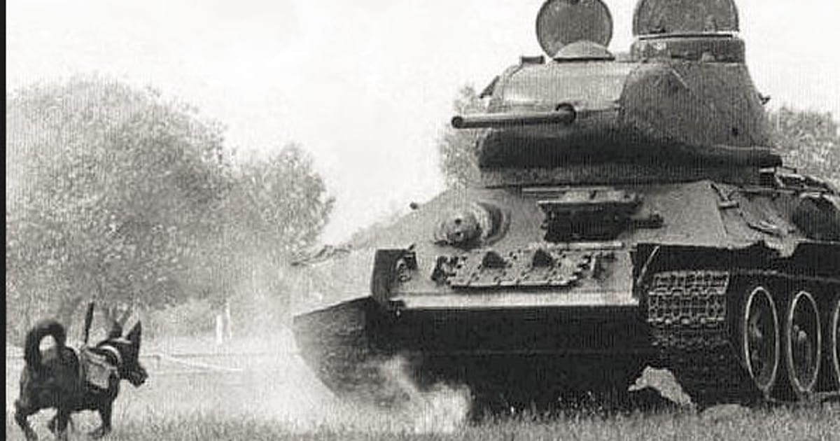 Протитанковий пес - одна з найбільш непродуманих видів зброї в історії. - Залізна Душа на we.ua