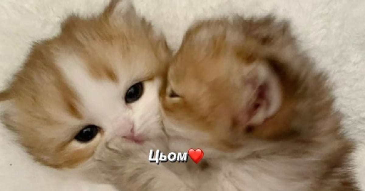 Час дати поштовх молодим талантам! - Кіт у зграї на we.ua