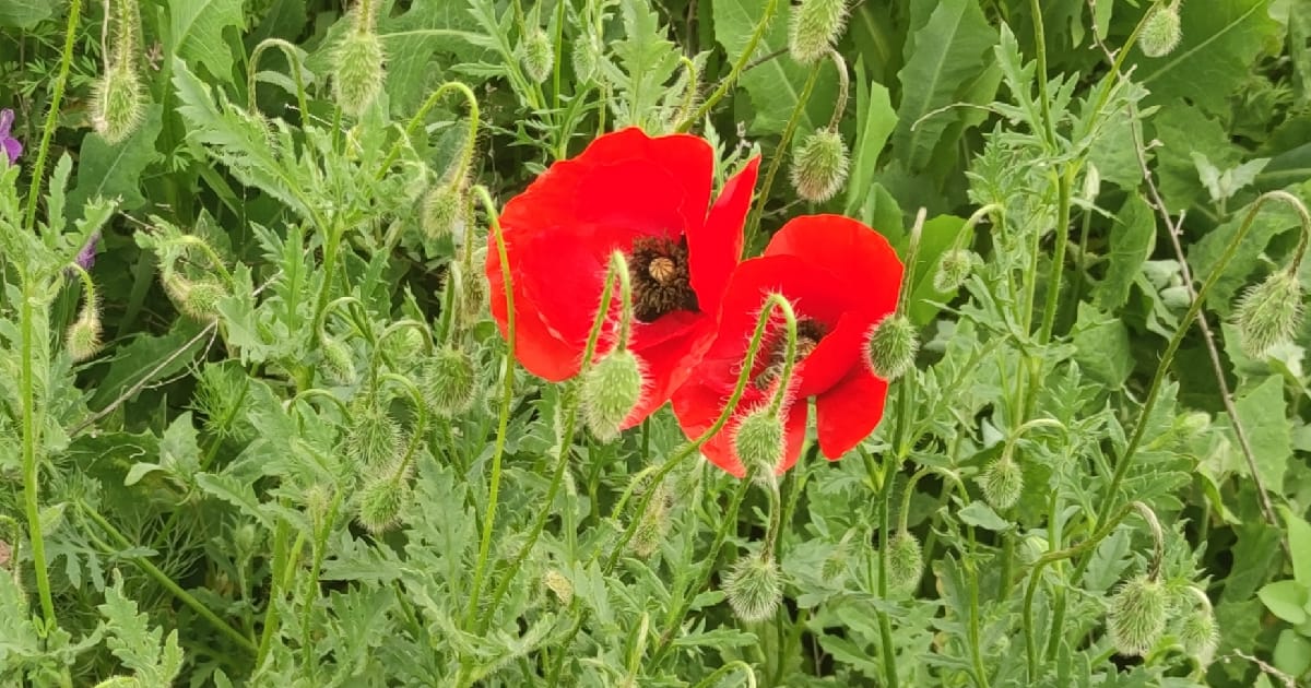 Тіні К’єверу. Дейра - Riia на we.ua