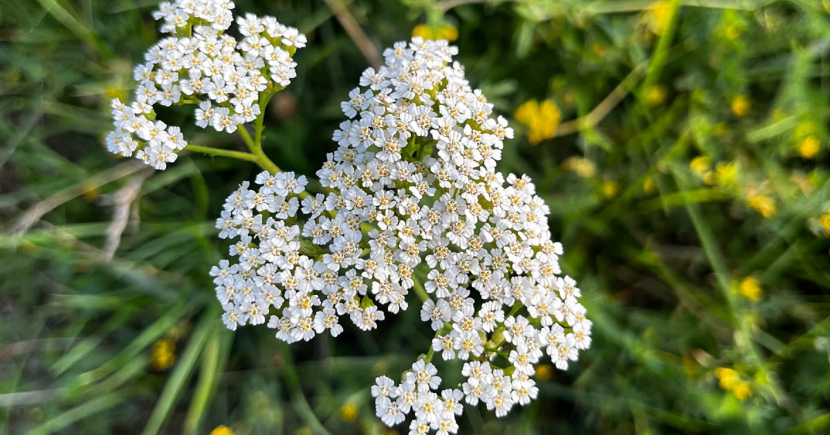 Високогірʼя - Валерій Вислід на we.ua