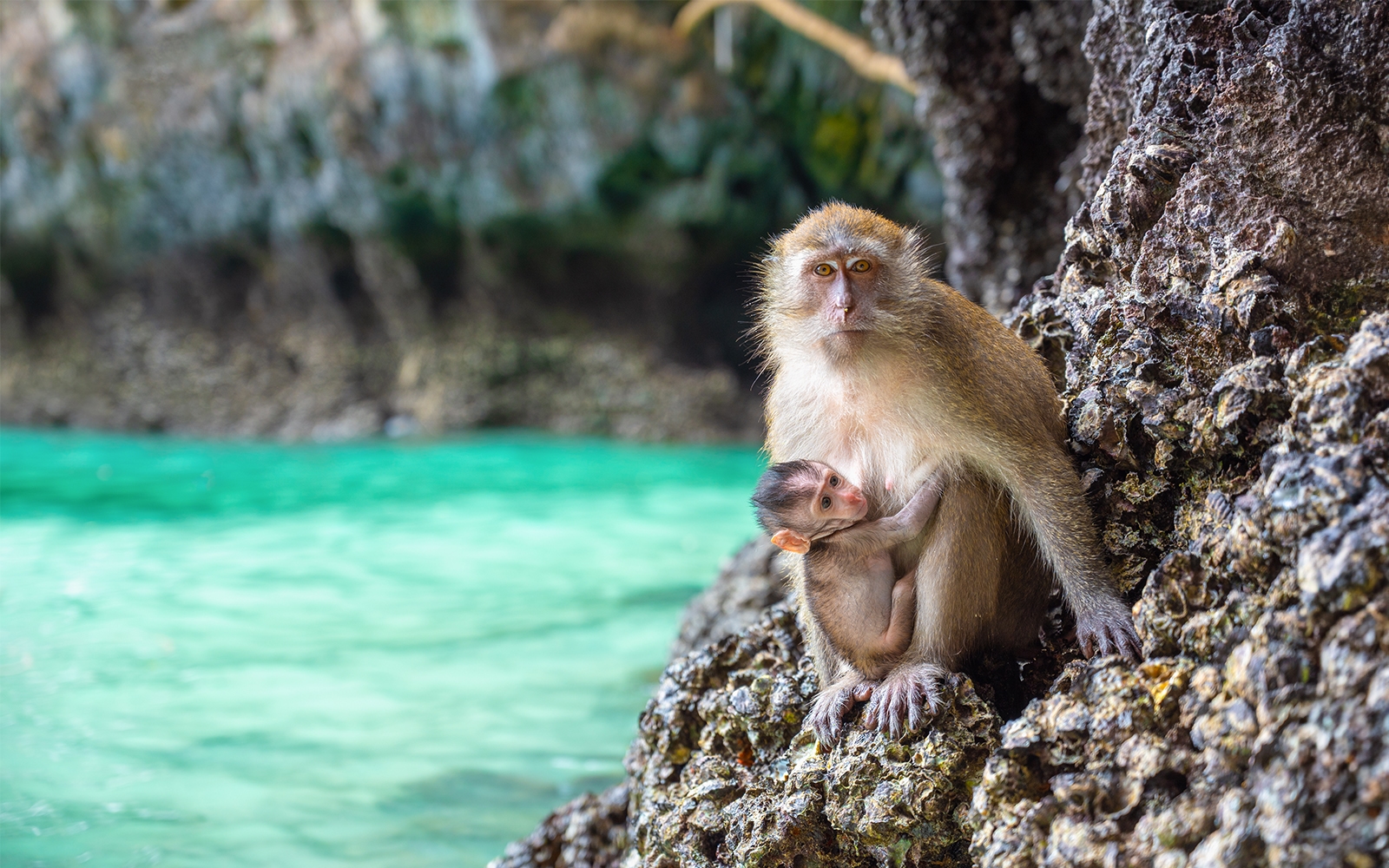 Book Phi Phi Island Sunrise Tour | TickYourList