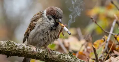 Рання пташка зазвичай хвора - на we.ua