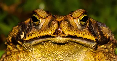 Сексуальні вподобання Ропухи - Фахад Сулейманович на we.ua