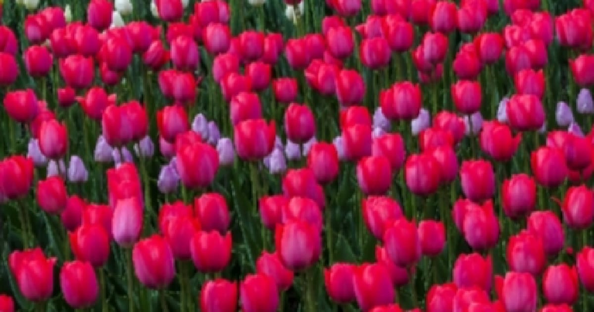 Заквітчаю - Анна Плішак на we.ua