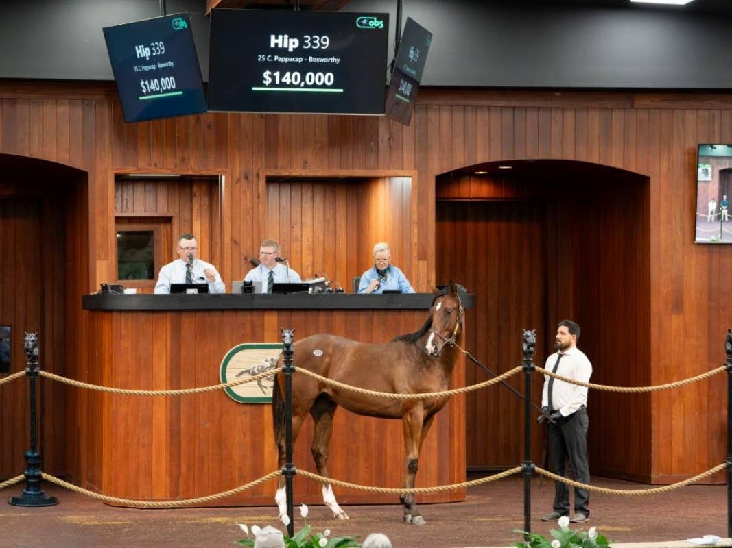 OBS October Yearling Sale Concludes With Gains In Average, Median ...